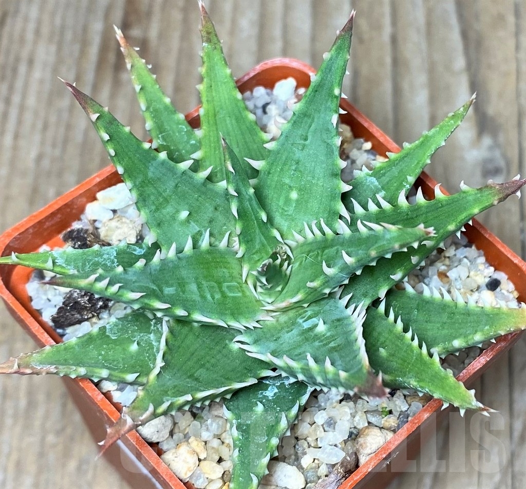 SHPR17114 Aloe humilis hybrid - Image 2