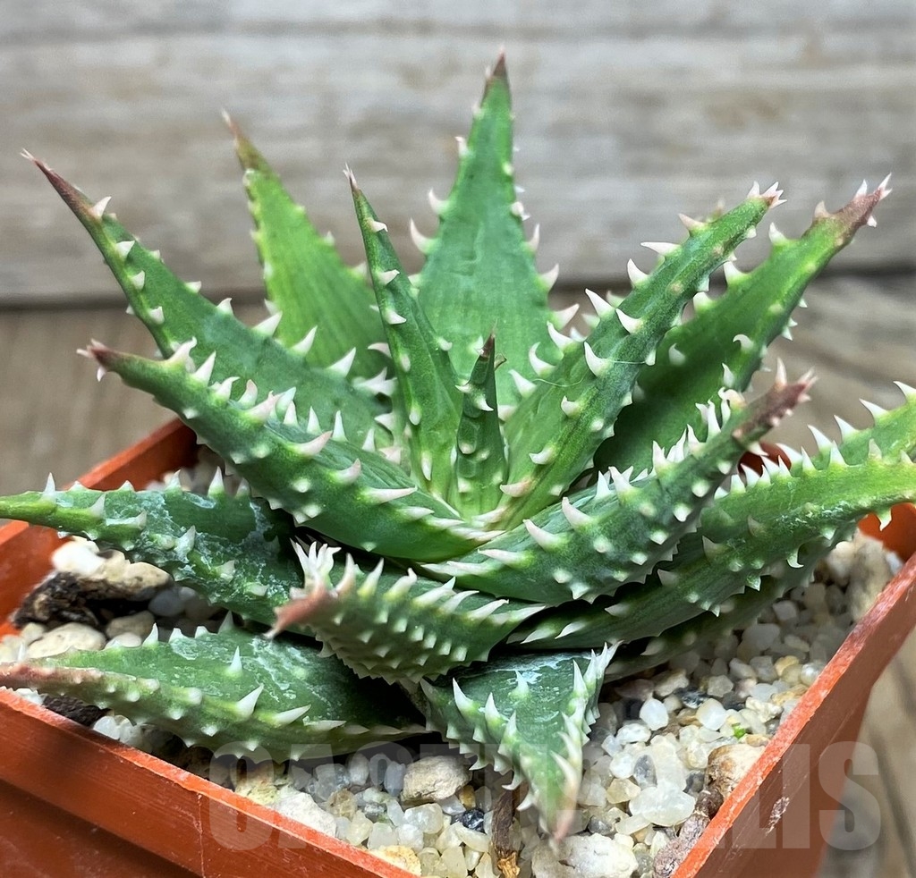 SHPR17114 Aloe humilis hybrid