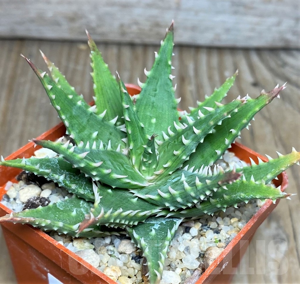 SHPR17114 Aloe humilis hybrid - Image 3