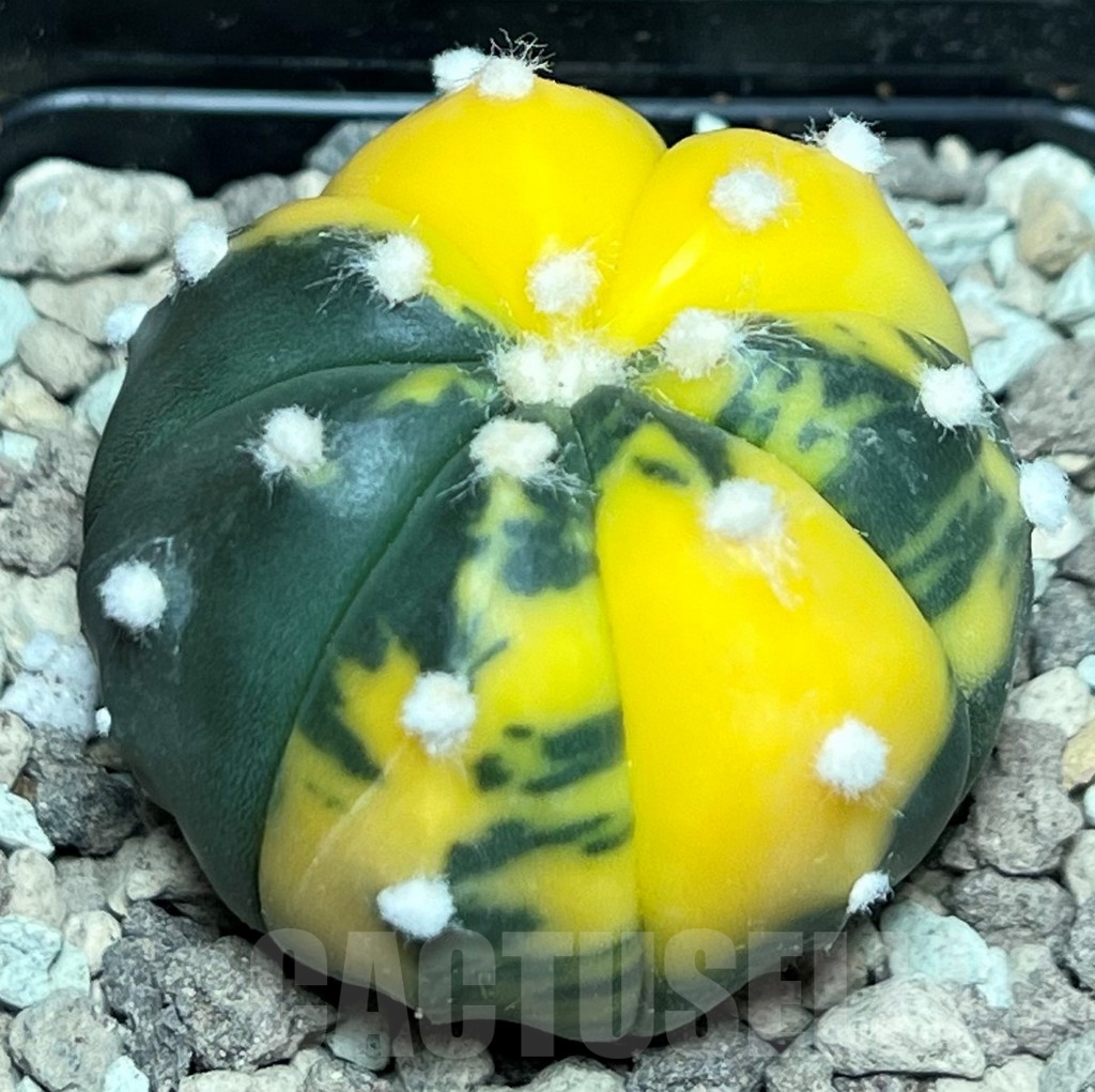 SHPR17237 Astrophytum asterias 'nudum' f. variegata - Image 2