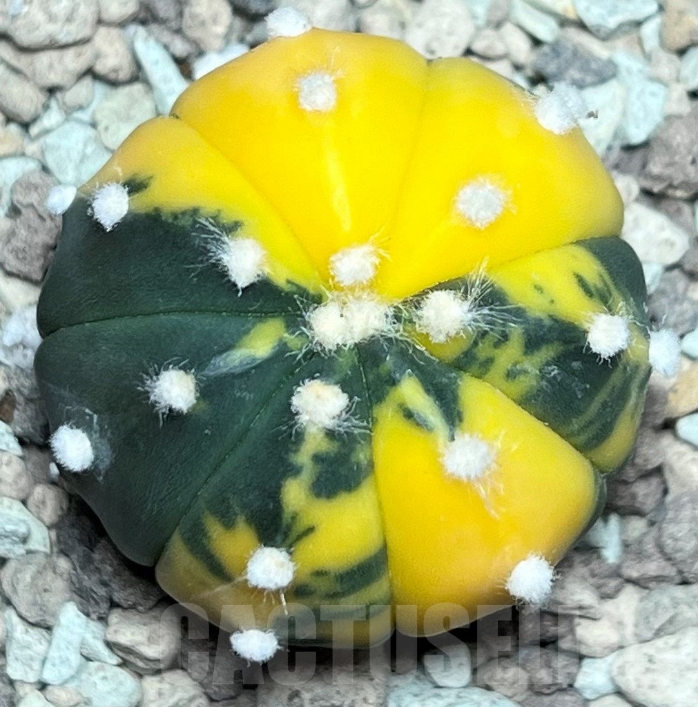SHPR17237 Astrophytum asterias 'nudum' f. variegata