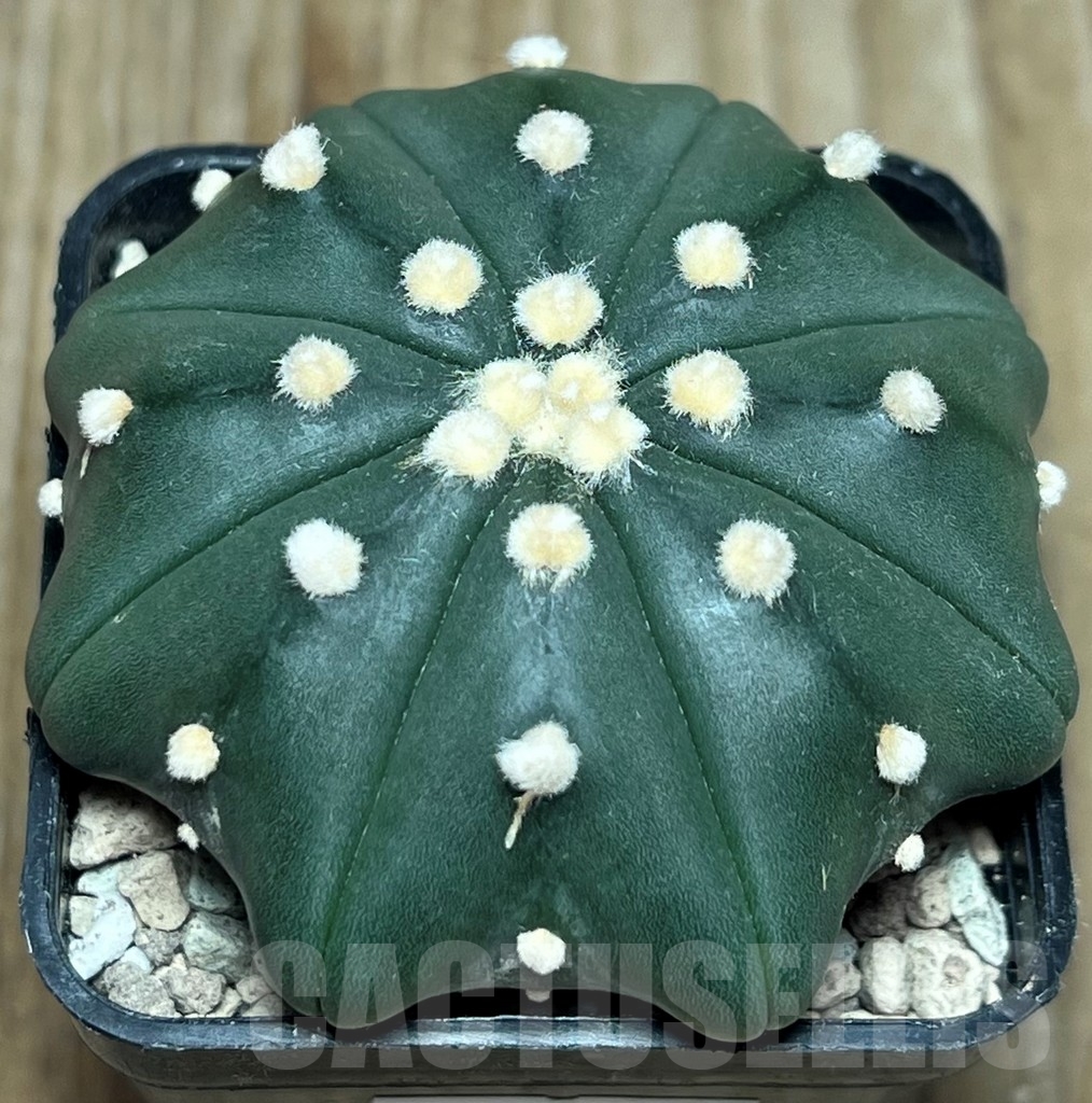 SHPR17238 Astrophytum asterias ‘Miracle’ - Image 2