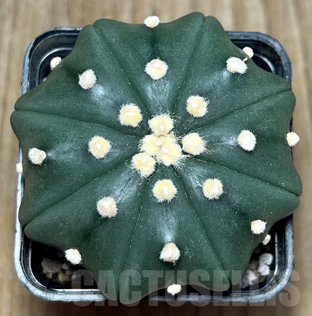 SHPR17238 Astrophytum asterias ‘Miracle’
