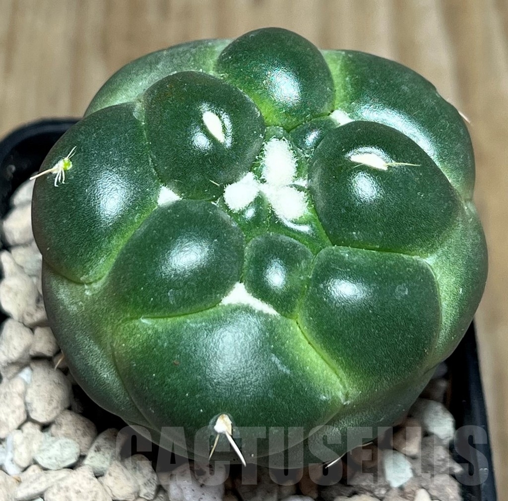 SHPR17239 Coryphantha elephantidens 'inermis'