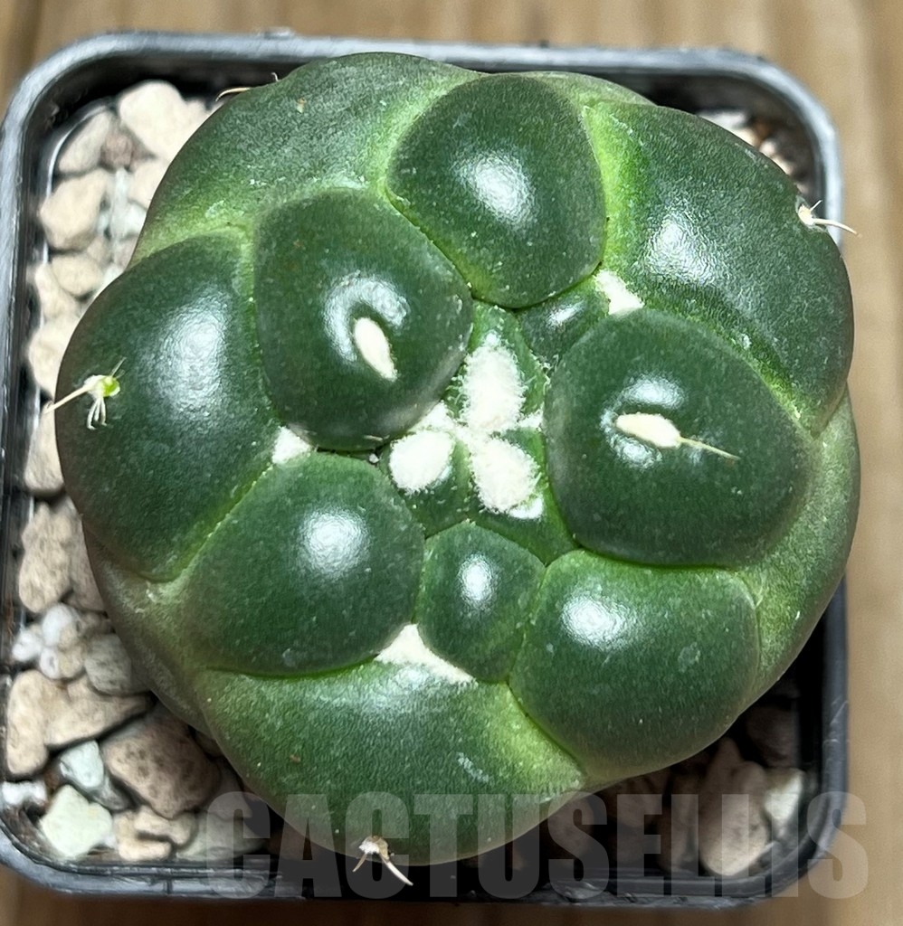 SHPR17239 Coryphantha elephantidens 'inermis' - Image 2