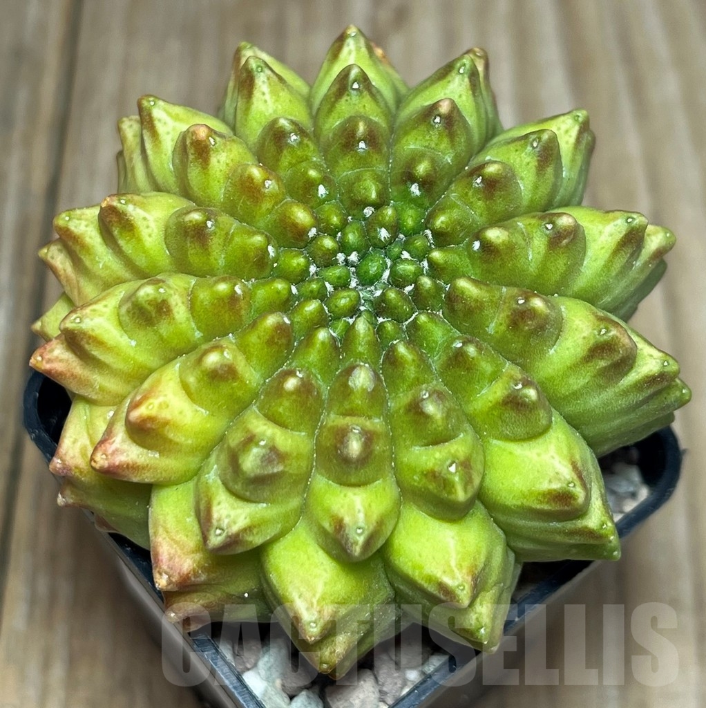 SHPR17240 Gymnocalycium mihanovichii 'Kikko' - Зображення 2