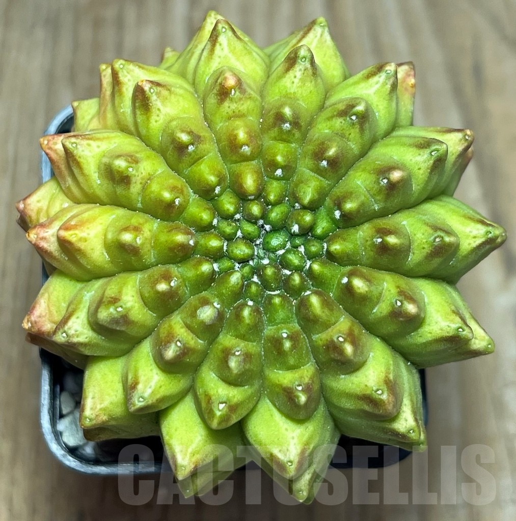 SHPR17240 Gymnocalycium mihanovichii 'Kikko'