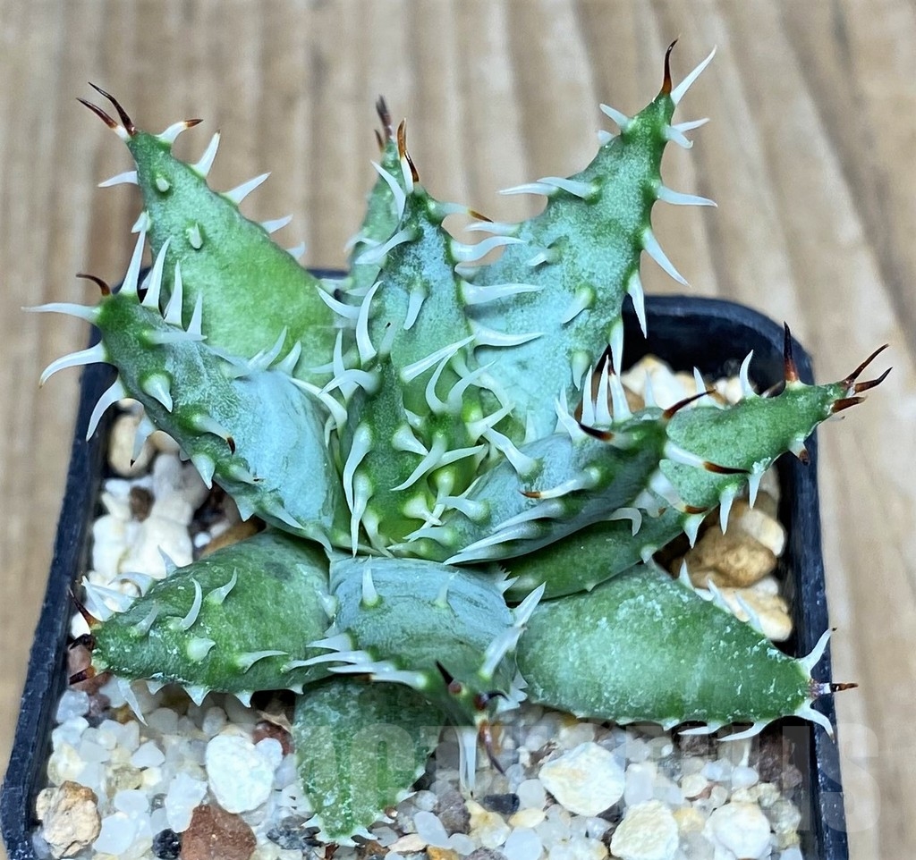 SHPR17117 Aloe erinacea - immagine 2