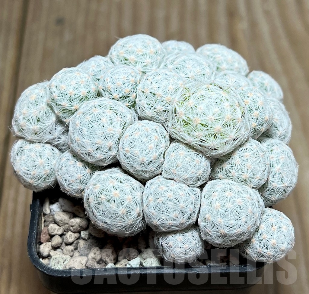 SHPR17241 Mammillaria humboldtii f. caespitosa