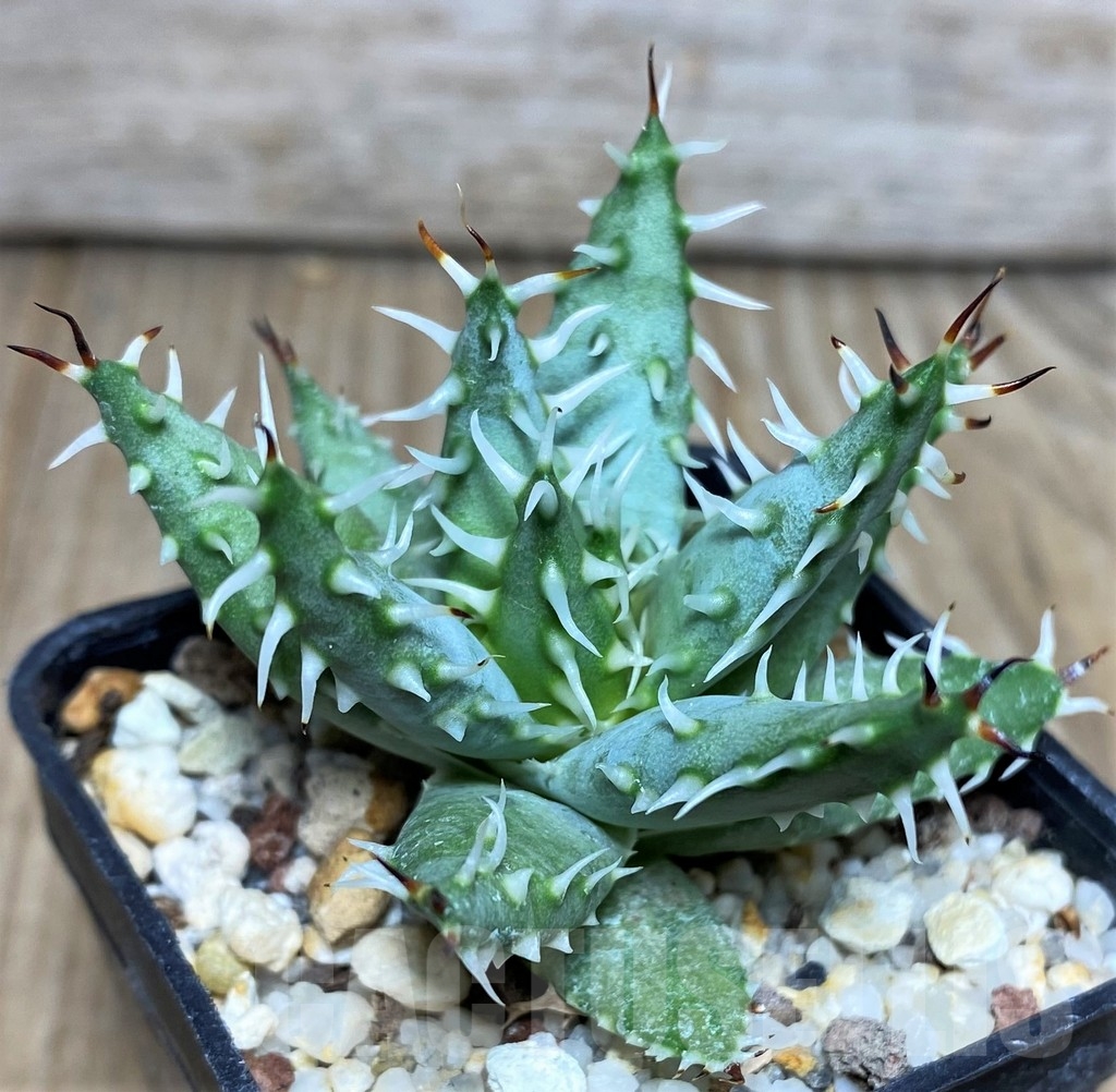 SHPR17117 Aloe erinacea