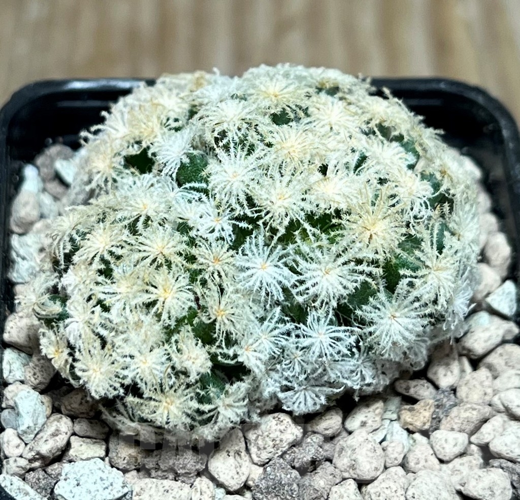 SHPR17243 Mammillaria plumosa 'Snow'