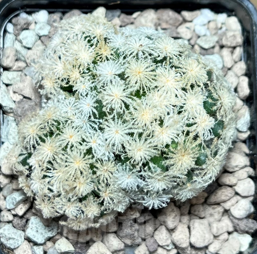SHPR17243 Mammillaria plumosa 'Snow' - immagine 2