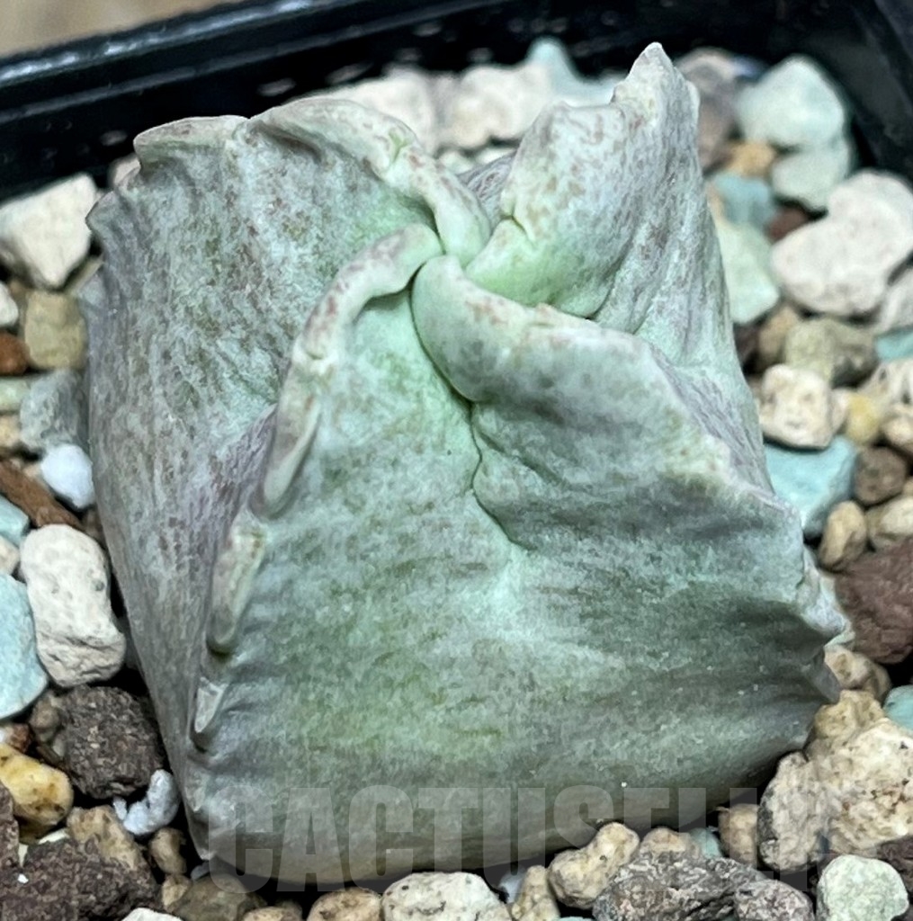 SHPR17244 Whitesloanea crassa