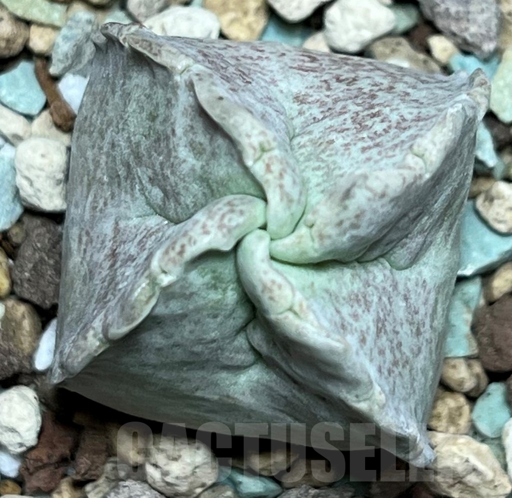 SHPR17244 Whitesloanea crassa - Image 2