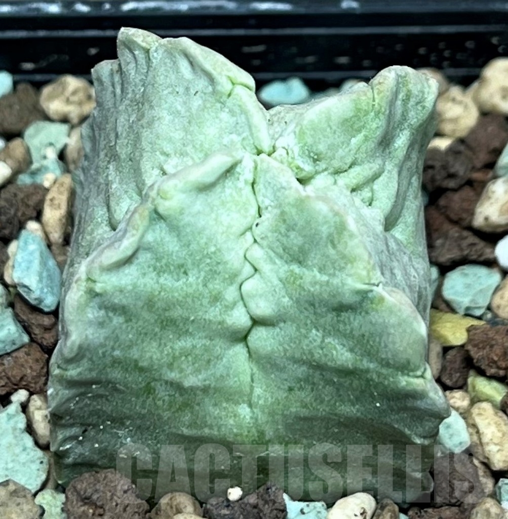 SHPR17245 Whitesloanea crassa