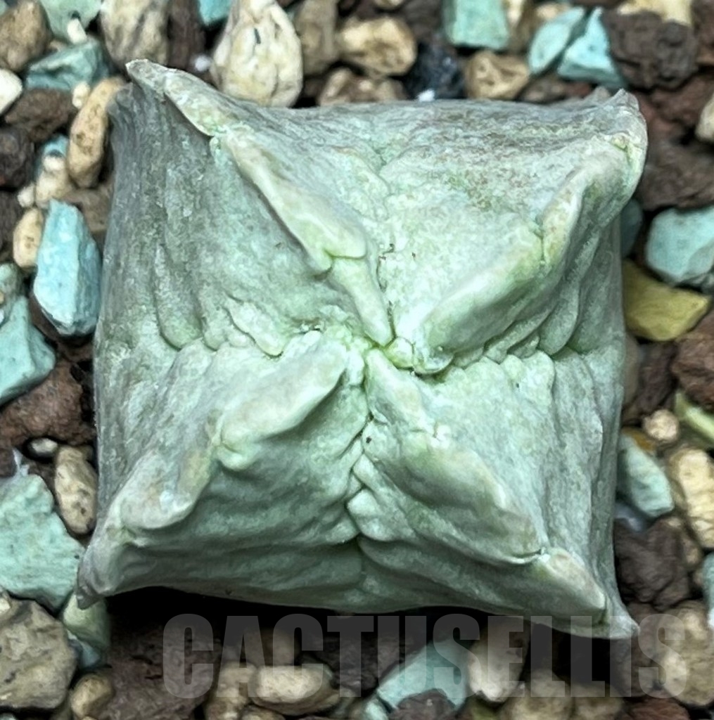 SHPR17245 Whitesloanea crassa - Image 2