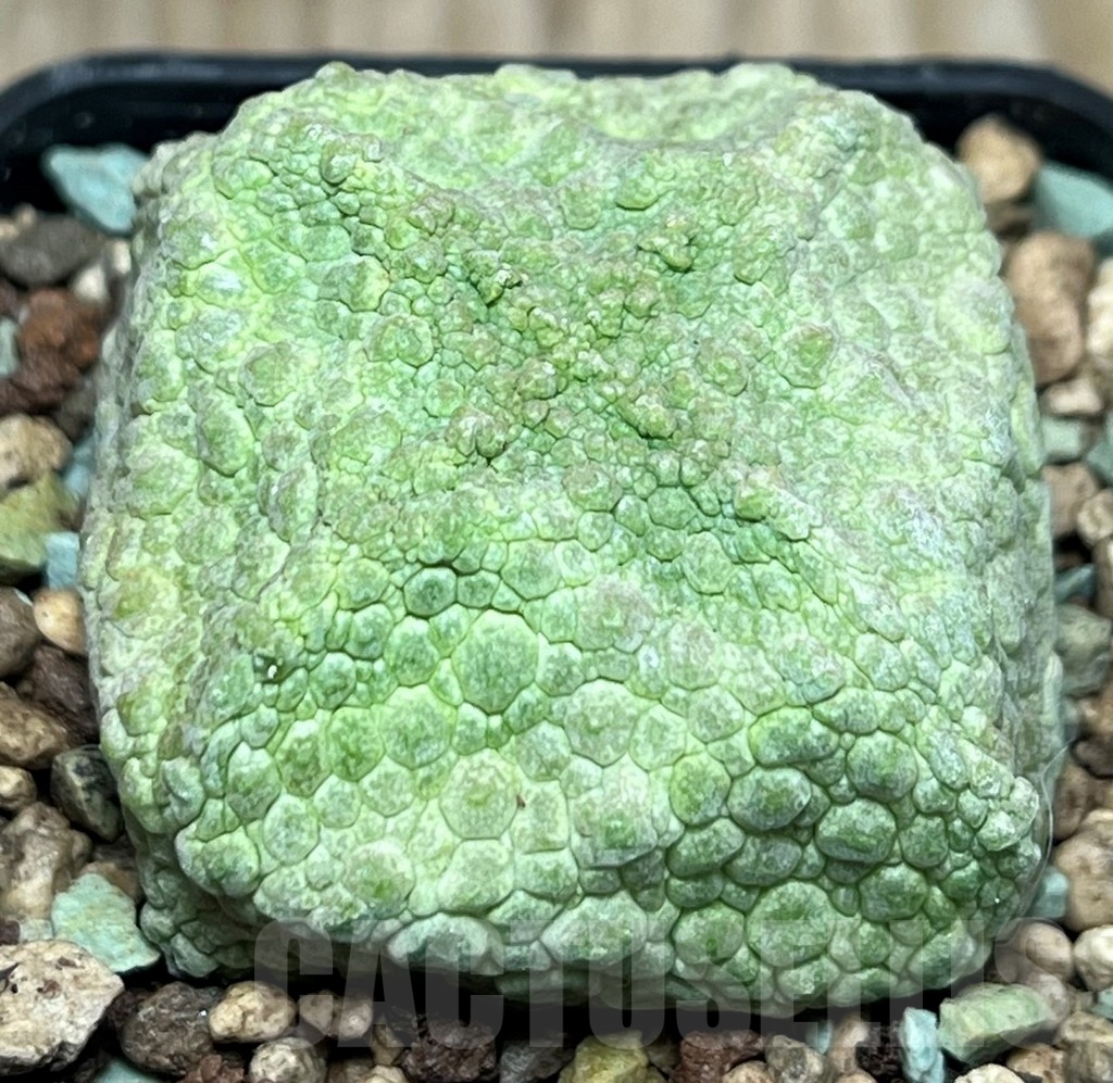 SHPR17246 Pseudolithos cubiformis - Imagen 2
