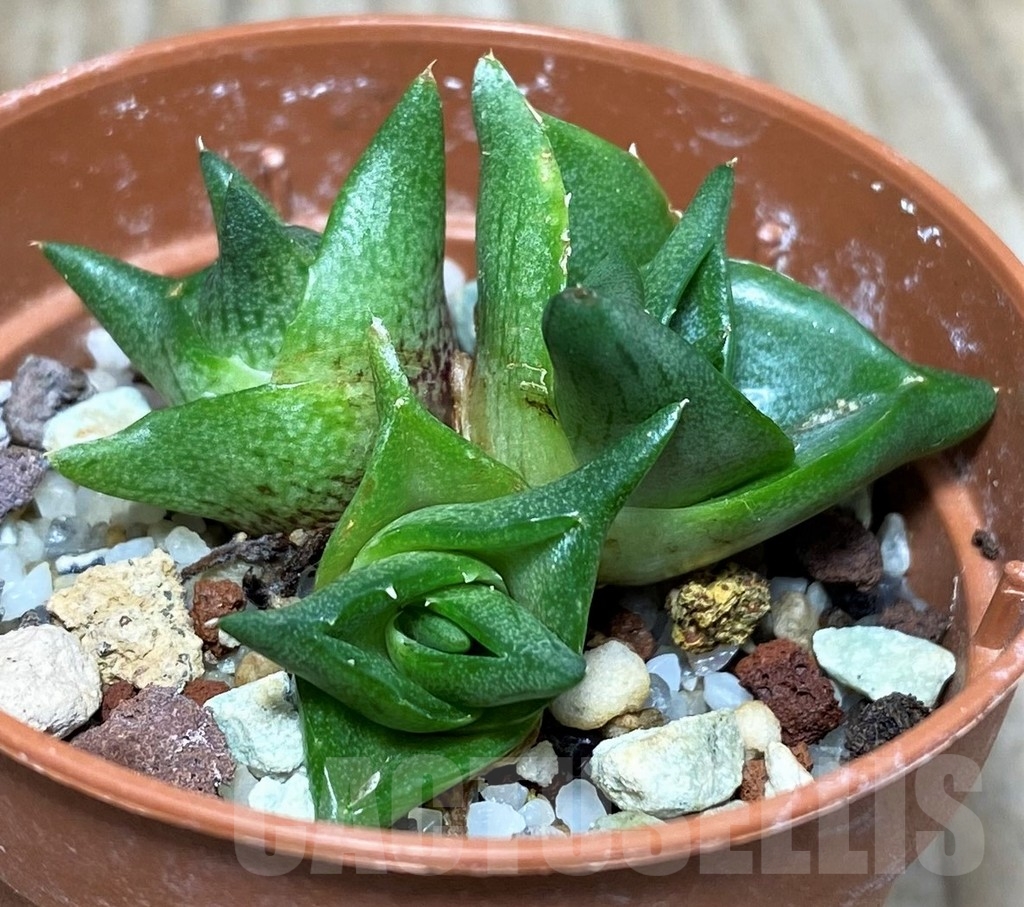 SHPR17121 Agave pumila ‘Clusterfest’