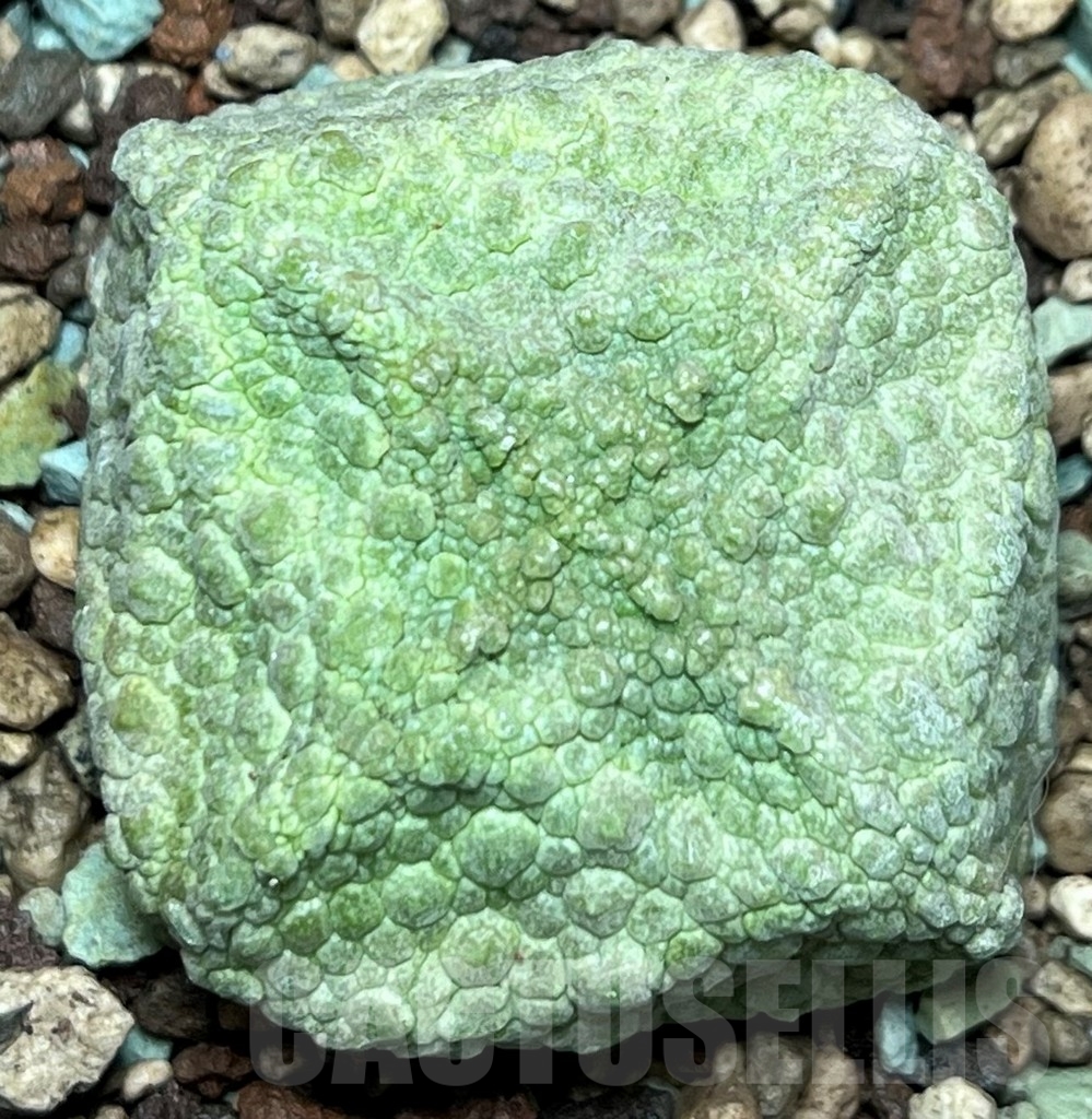 SHPR17246 Pseudolithos cubiformis