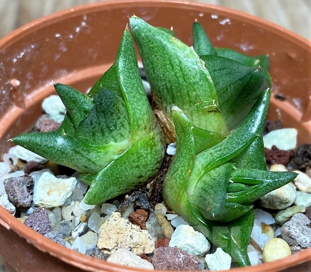 SHPR17121 Agave pumila ‘Clusterfest’ – Image 2