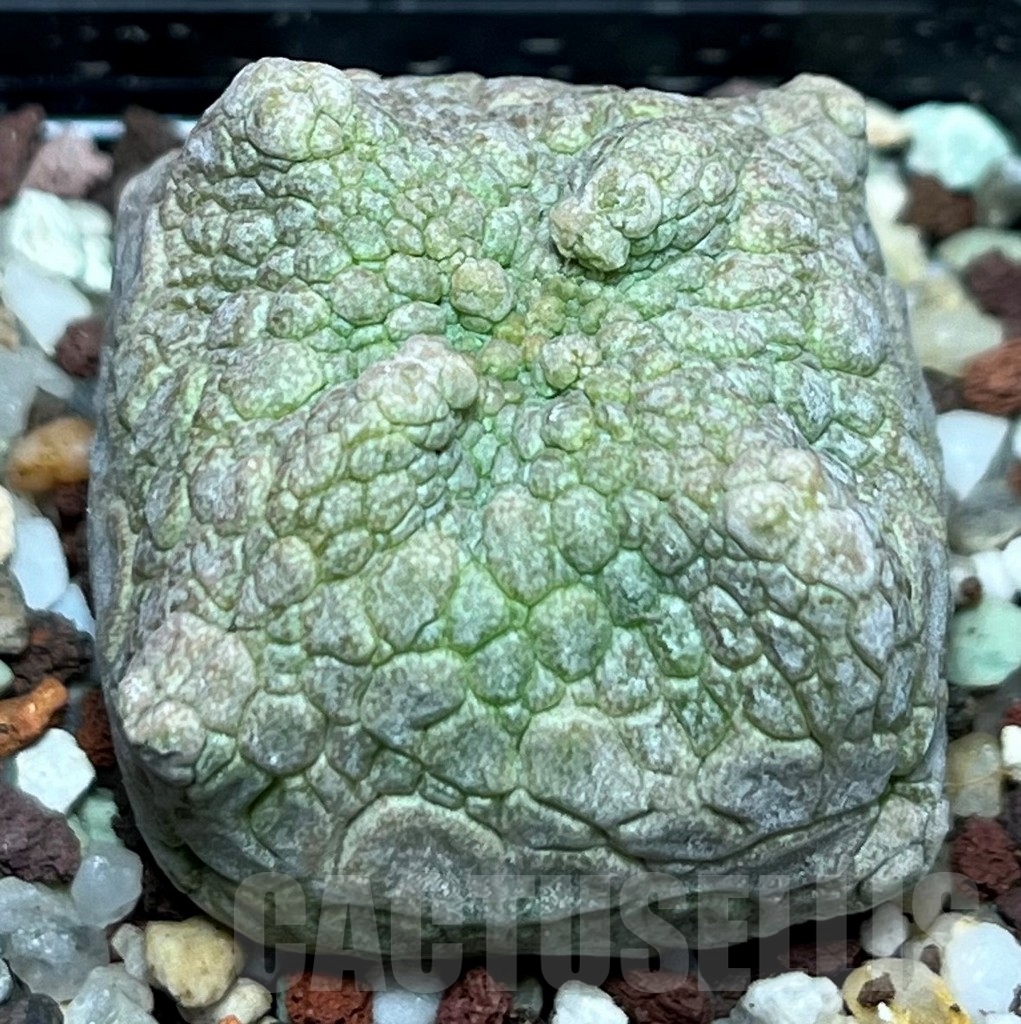 SHPR17247 Pseudolithos cubiformis - Image 2