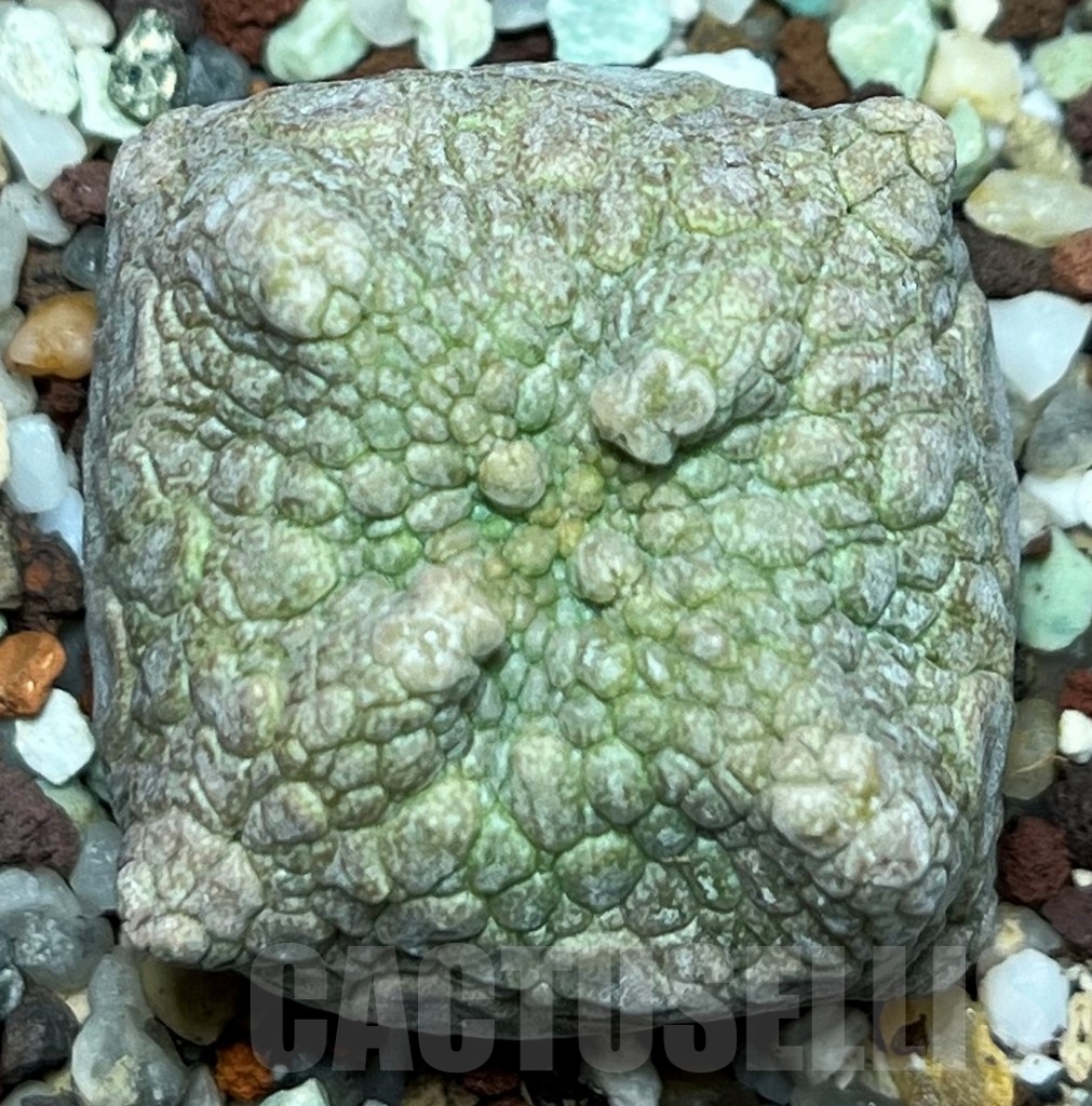SHPR17247 Pseudolithos cubiformis