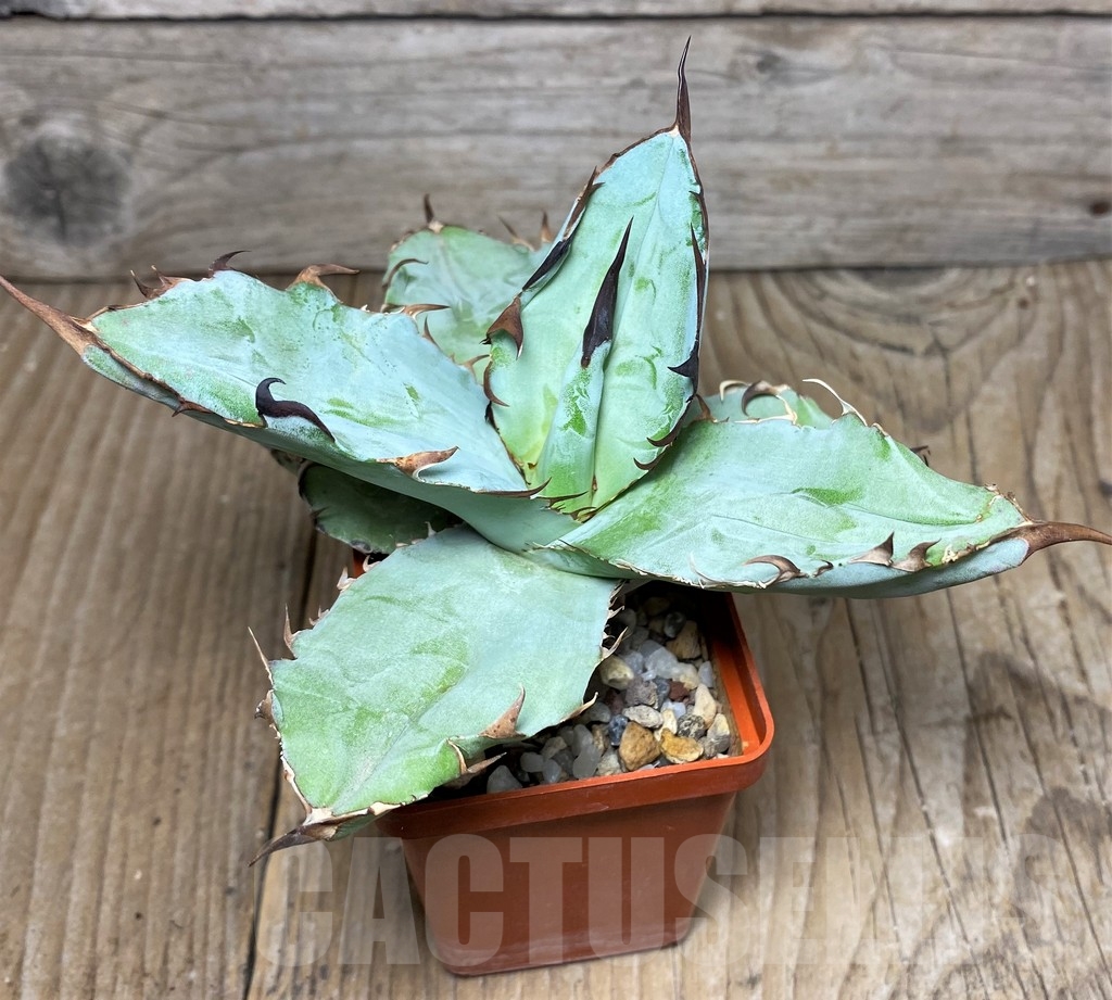 SHPR17123 Agave titanota 'Black and Blue' - immagine 2