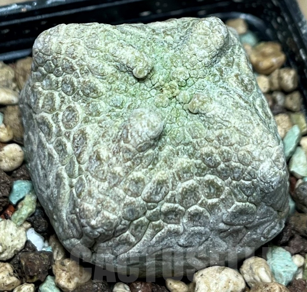 SHPR17249 Pseudolithos cubiformis - Image 2