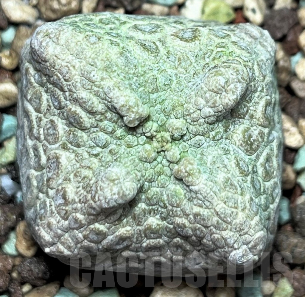 SHPR17249 Pseudolithos cubiformis