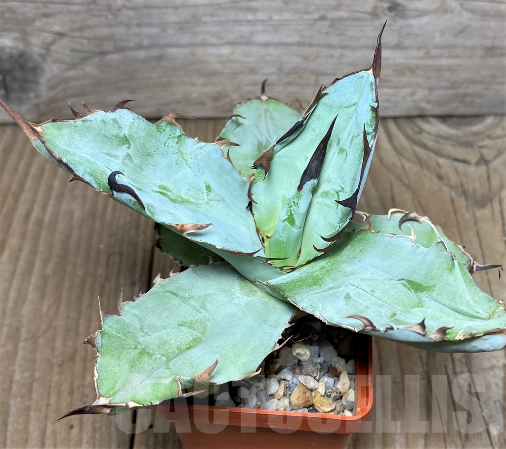 SHPR17123 Agave titanota 'Black and Blue'