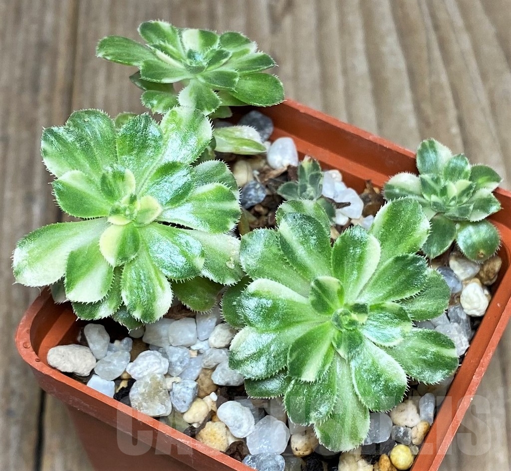 SHPR17124 Aeonium castello-paivae f. variegata - immagine 2