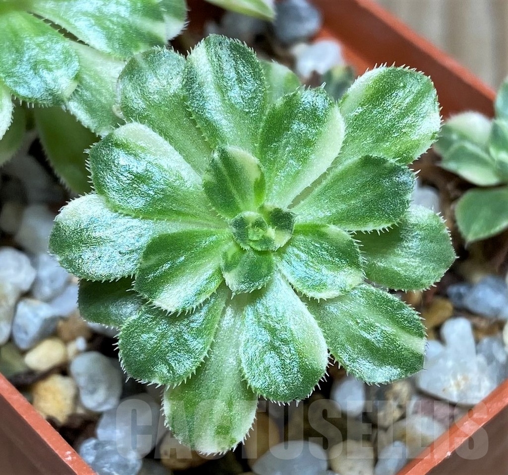 SHPR17124 Aeonium castello-paivae f. variegata