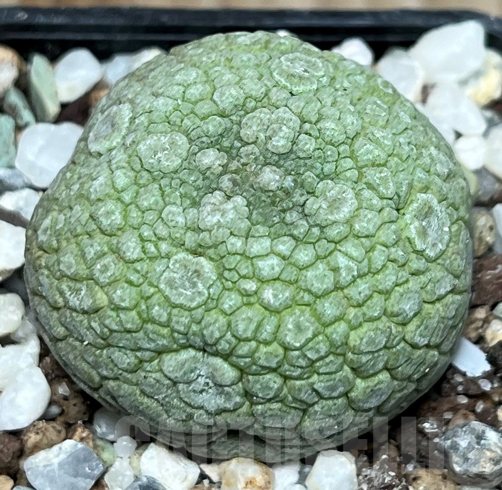 SHPR17252 Pseudolithos migiurtinus - Image 2