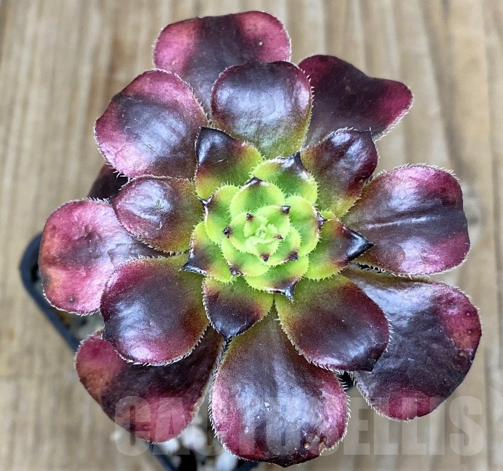 SHPR17125 Aeonium 'Medusa'