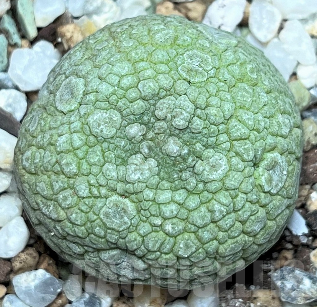 SHPR17252 Pseudolithos migiurtinus