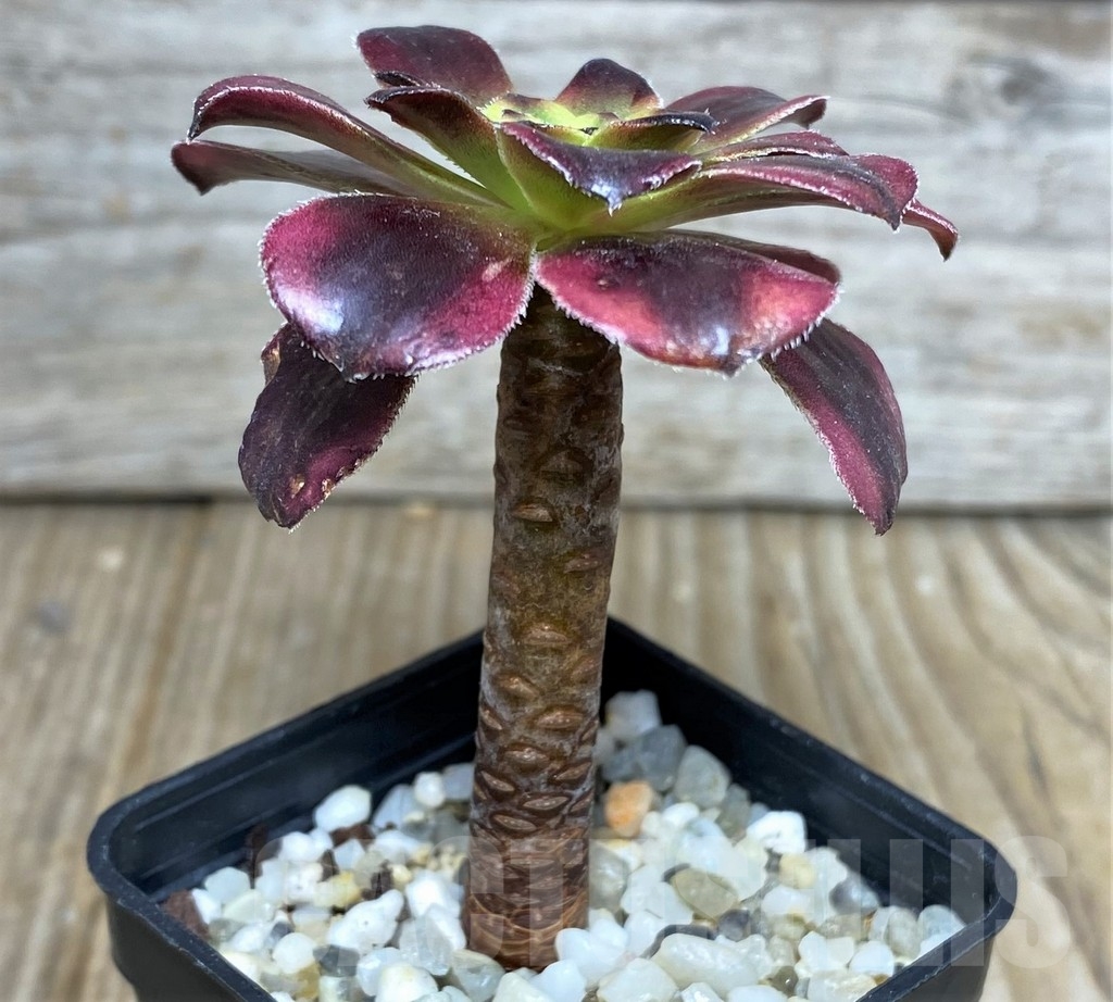 SHPR17125 Aeonium 'Medusa' - Obrázek 2