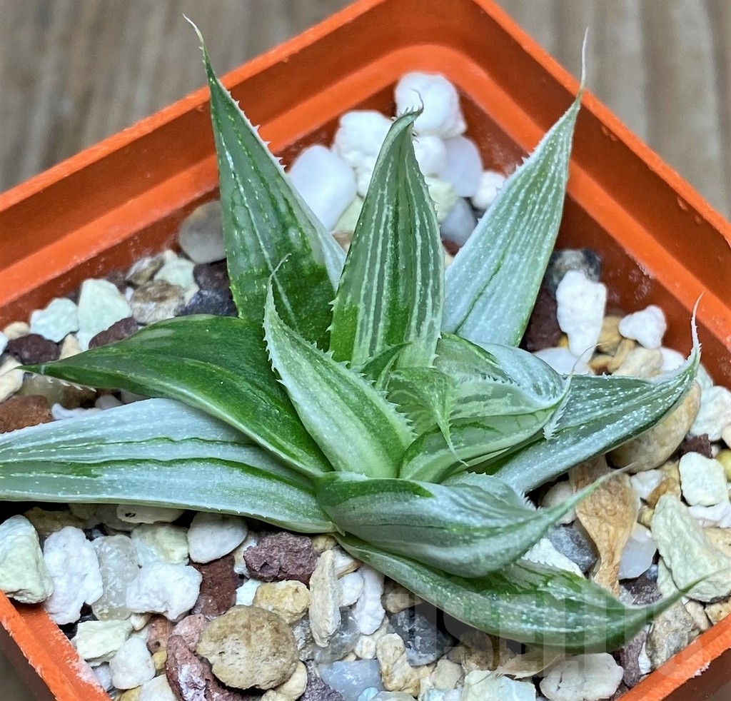 SHPR17127 Haworthia retusa 'Gray Ghost' - 画像 (2)