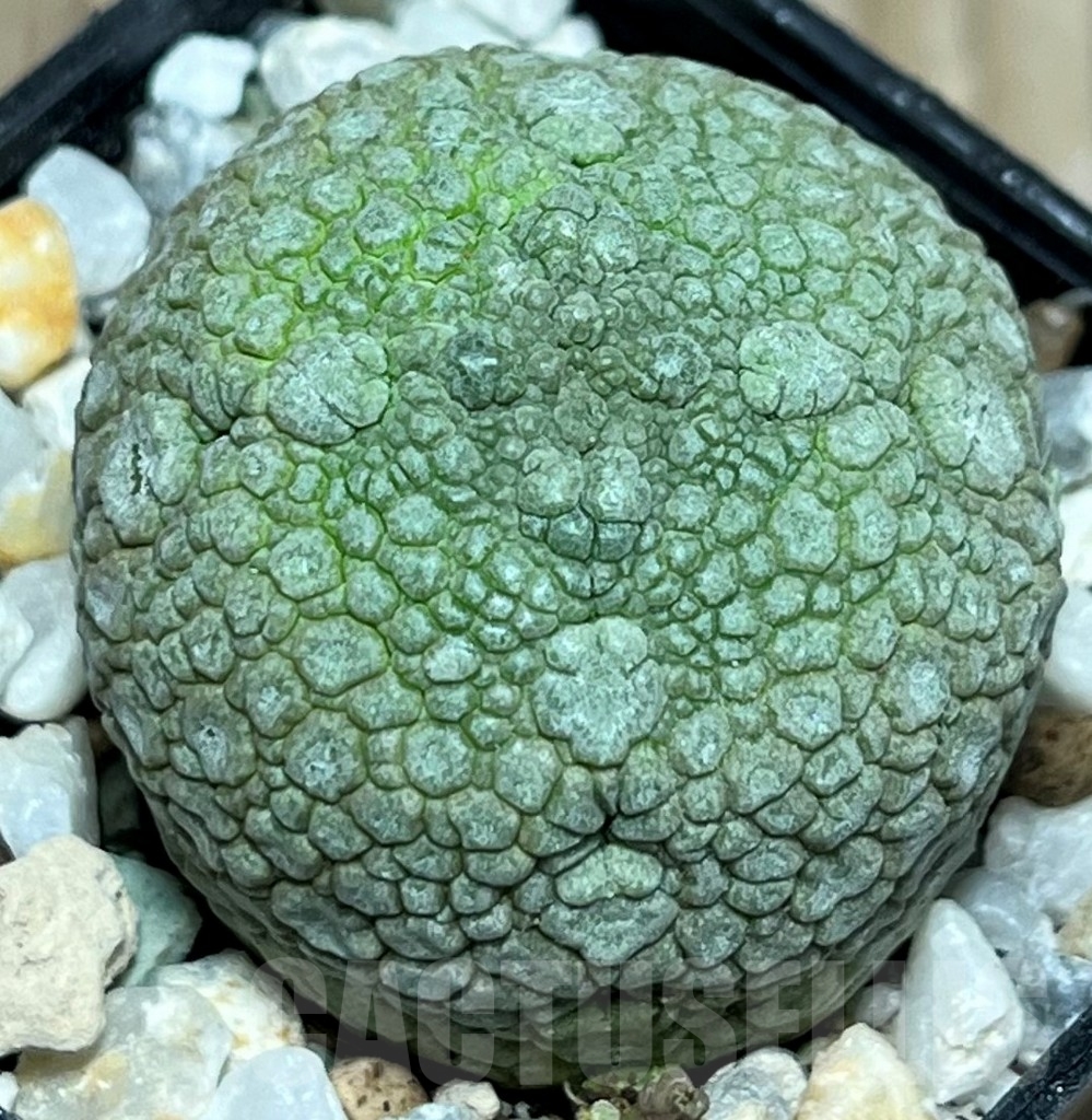 SHPR17255 Pseudolithos migiurtinus - Image 2