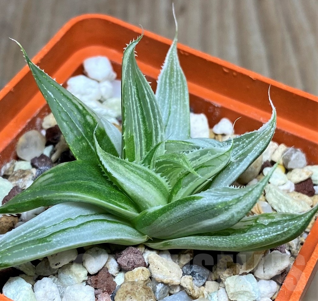 SHPR17127 Haworthia retusa 'Gray Ghost'