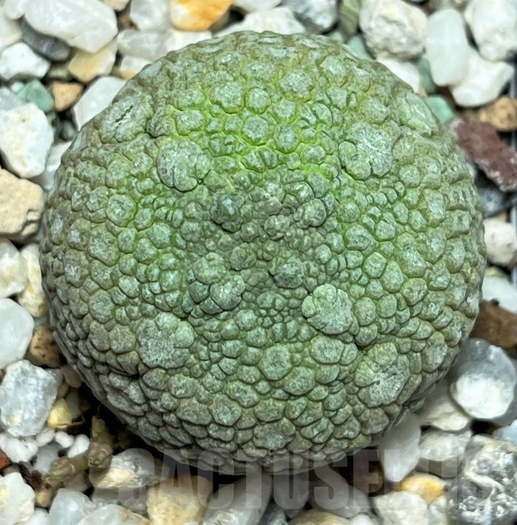 SHPR17255 Pseudolithos migiurtinus