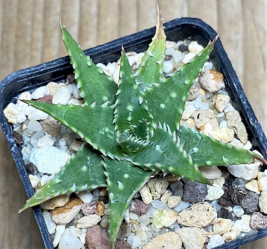 SHPR17129 Aloe humilis hybrid - immagine 2