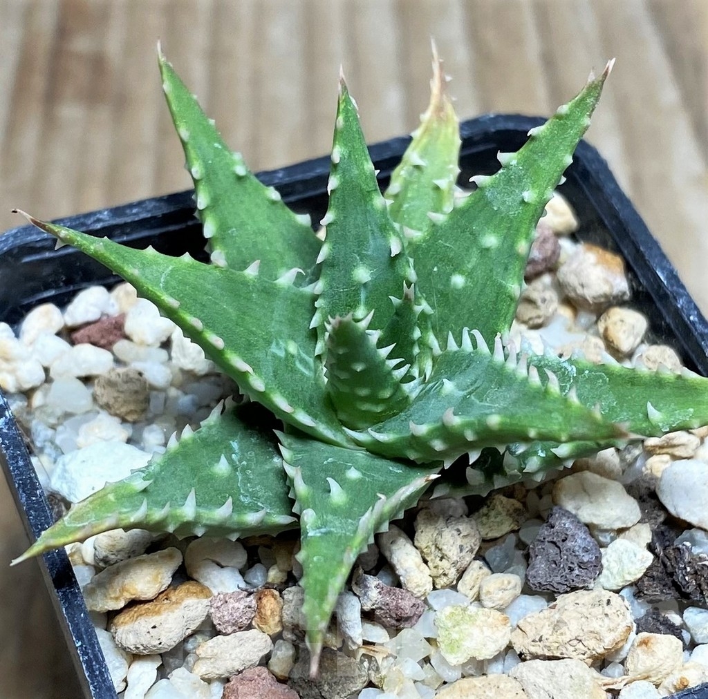 SHPR17129 Aloe humilis hybrid