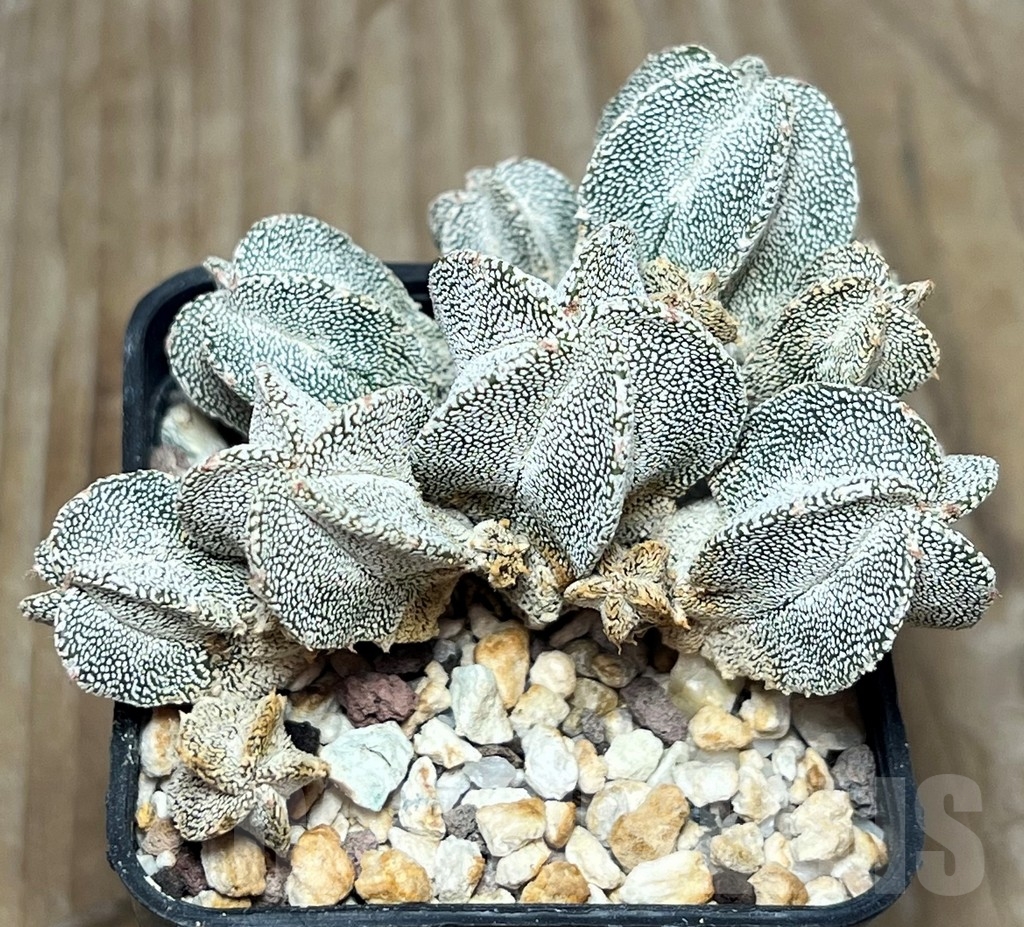 SHPR17261 Astrophytum myriostigma ‘Onzuka’ f. monstrosa – Bild 2