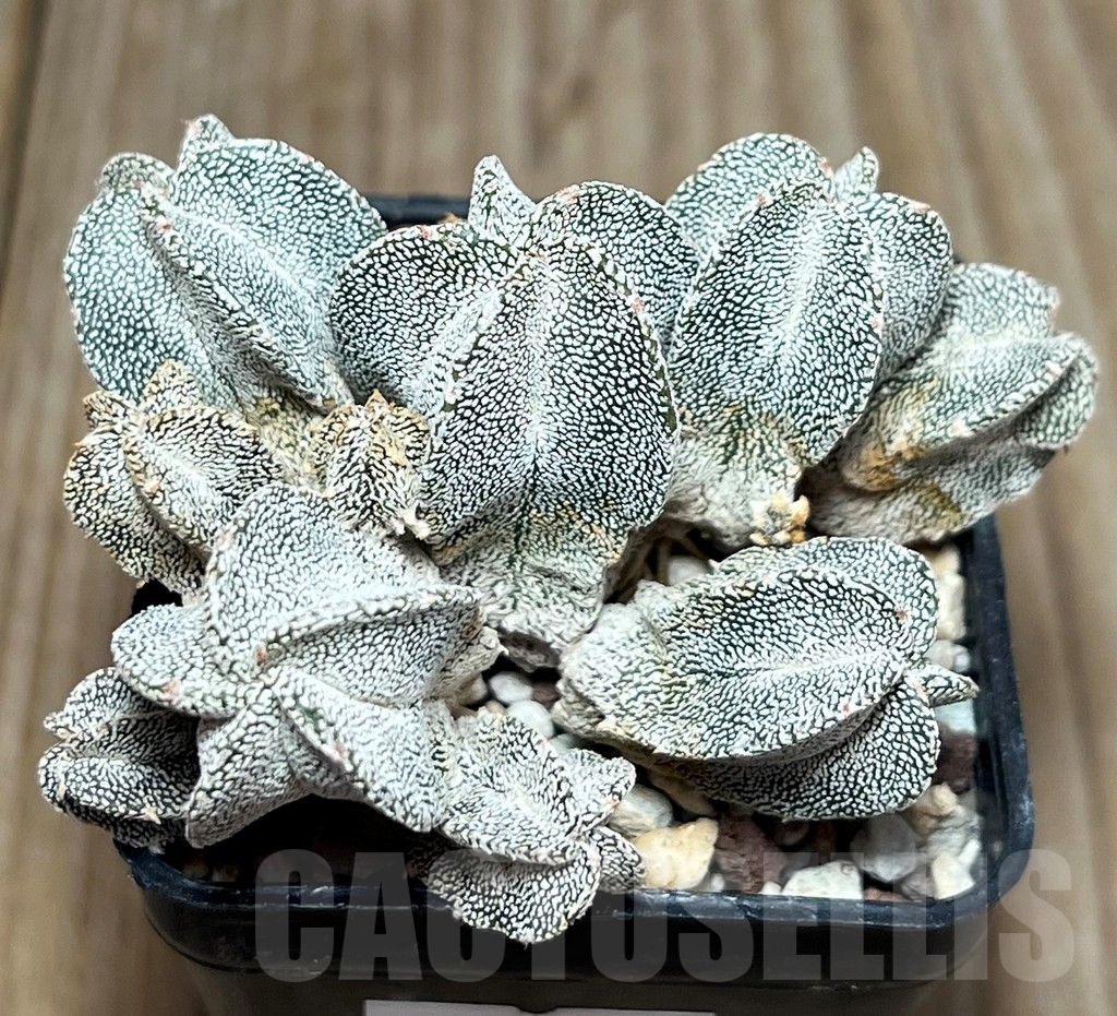 SHPR17261 Astrophytum myriostigma ‘Onzuka’ f. monstrosa