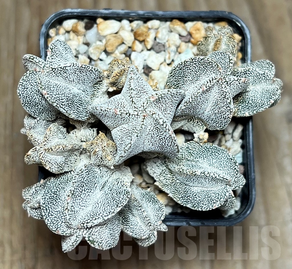 SHPR17261 Astrophytum myriostigma ‘Onzuka’ f. monstrosa – Bild 3