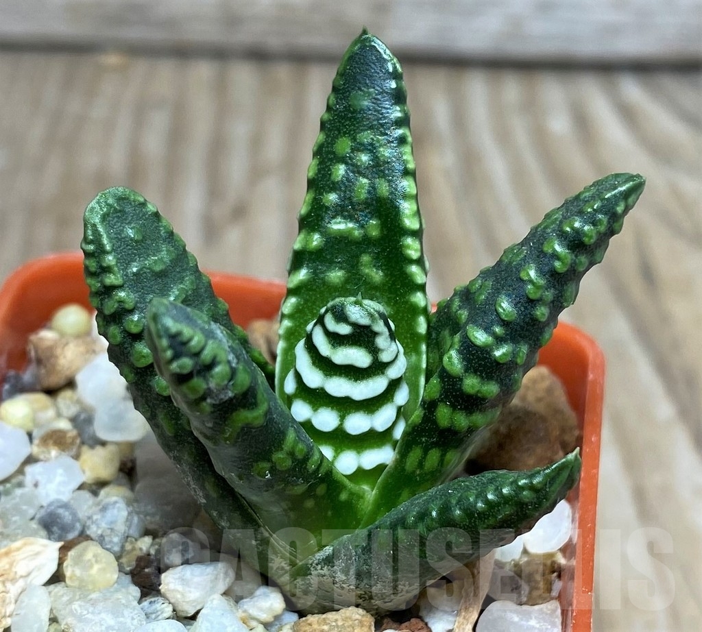 SHPR17133 Haworthia pumila 'Donut' - immagine 3