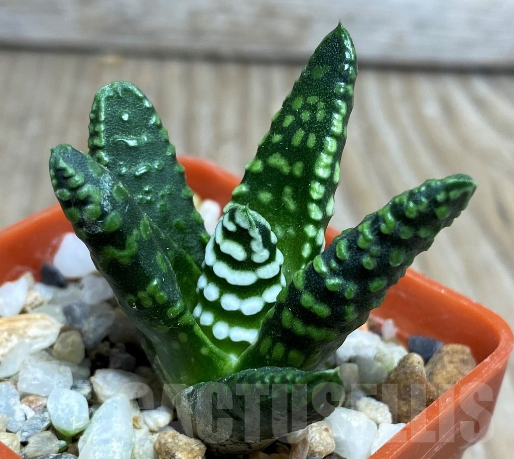 SHPR17133 Haworthia pumila 'Donut' - immagine 2