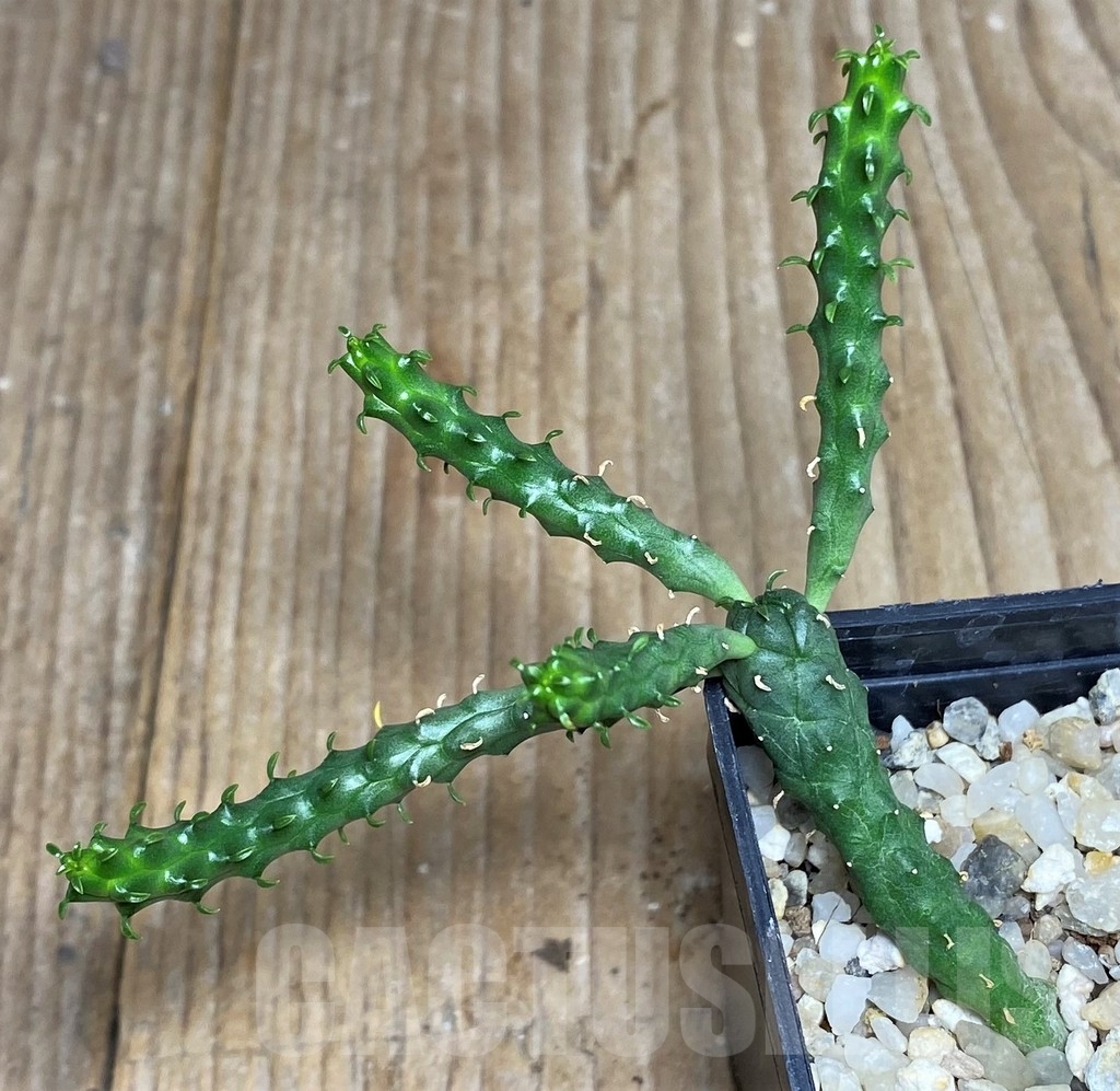 SHPR17136 Euphorbia inermis -Prava-true-