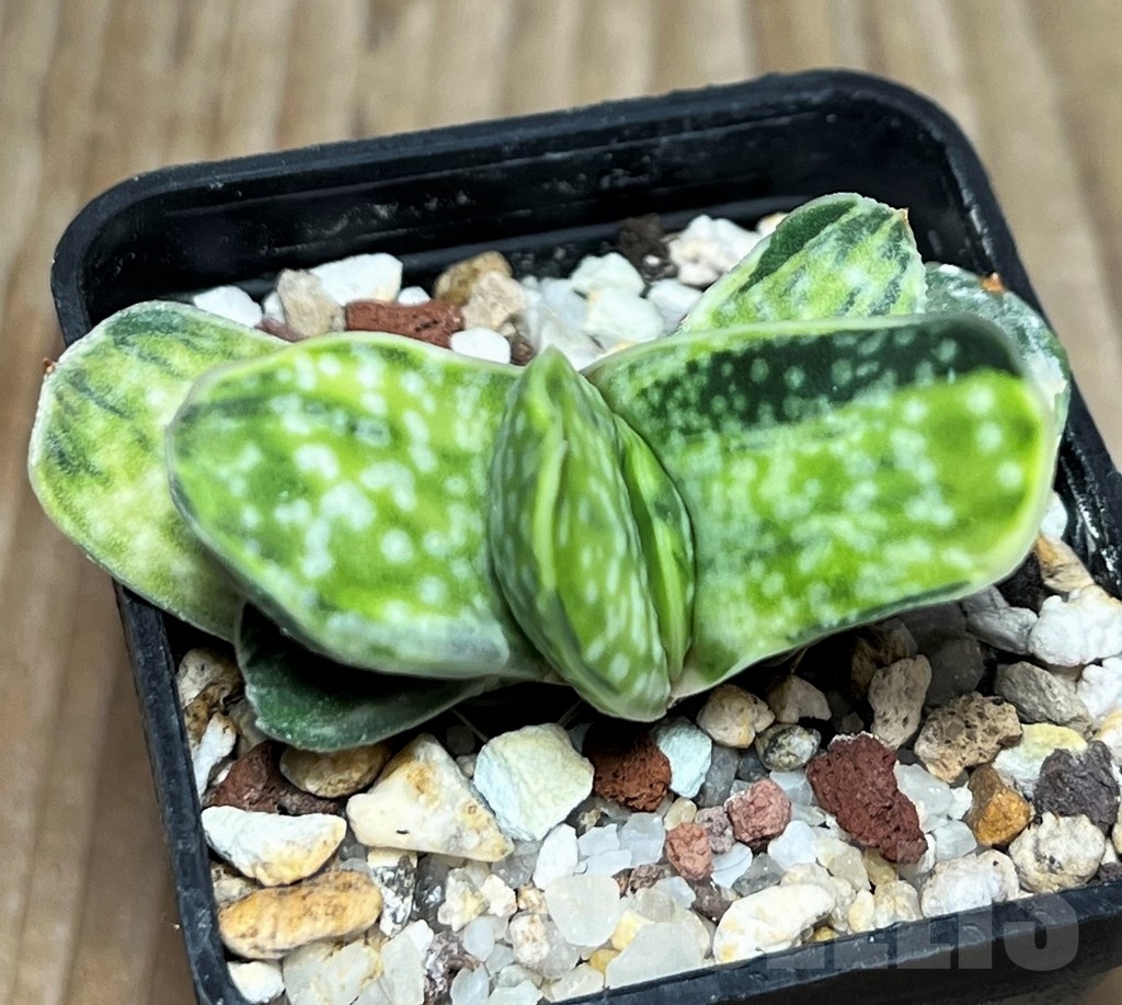 SHPR17266 Gasteria obtusa f. variegata - Image 2