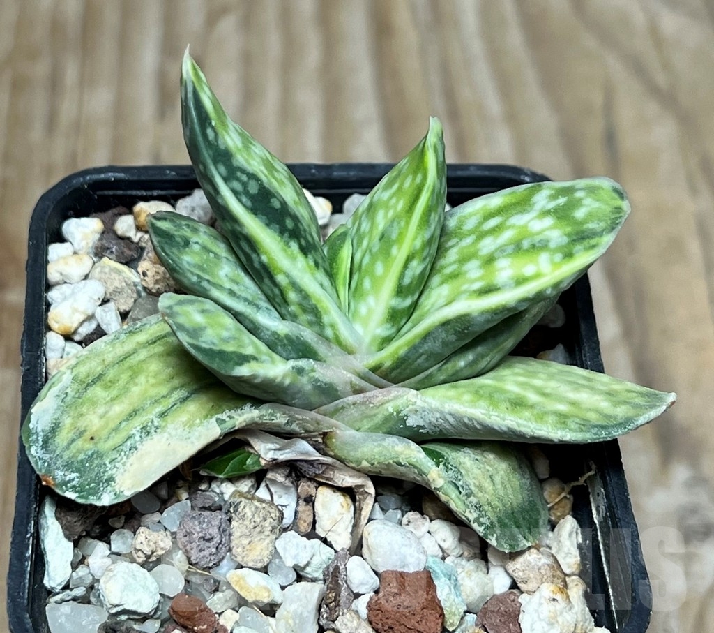 SHPR17266 Gasteria obtusa f. variegata